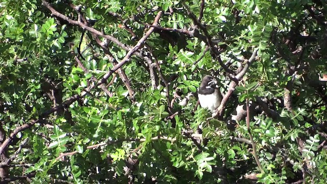 Black-chested Sparrow - ML201891901