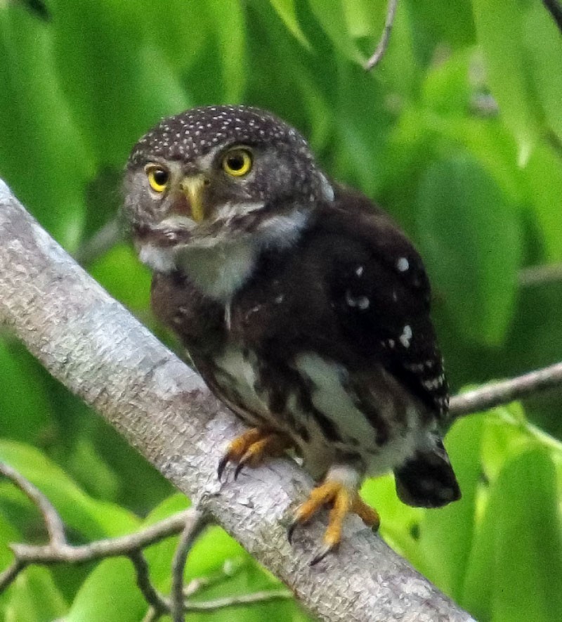 Subtropical Pygmy-Owl - ML20189211