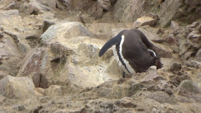 Humboldt Penguin - ML201892131