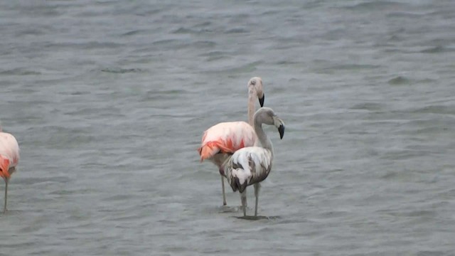 Chilean Flamingo - ML201892171