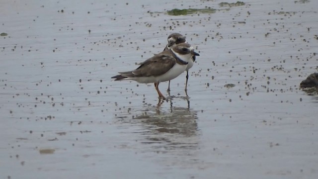 Semipalmated Plover - ML201892191