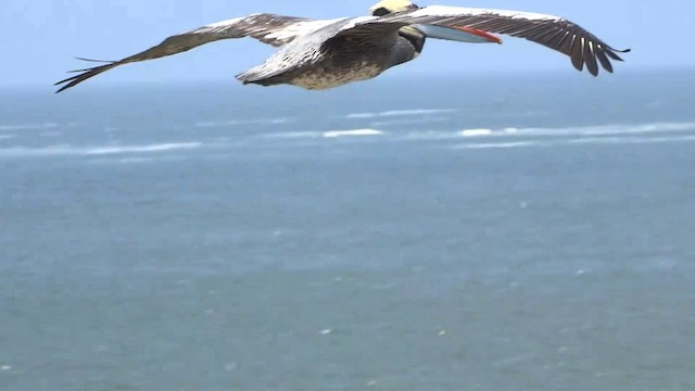 Peruvian Pelican - ML201892211