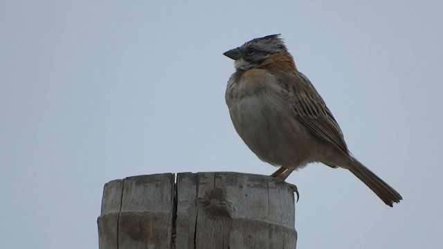 Rufous-collared Sparrow - ML201892241