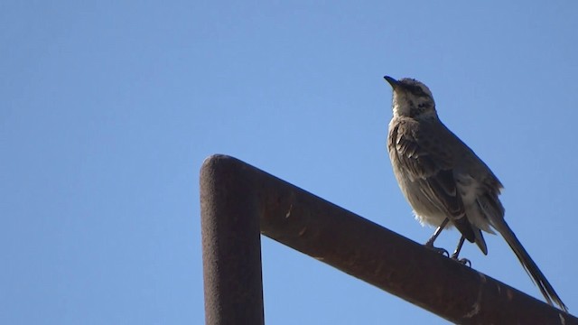 Long-tailed Mockingbird - ML201892251