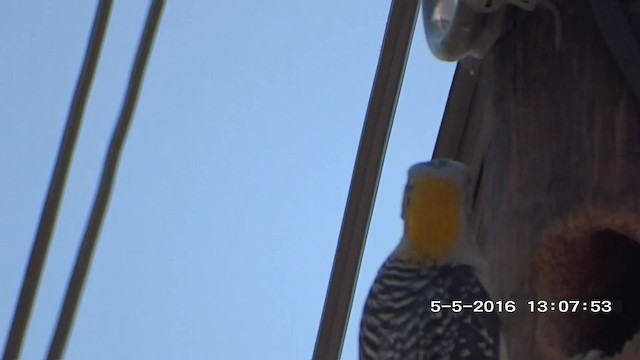 Golden-fronted Woodpecker (Northern) - ML201892331