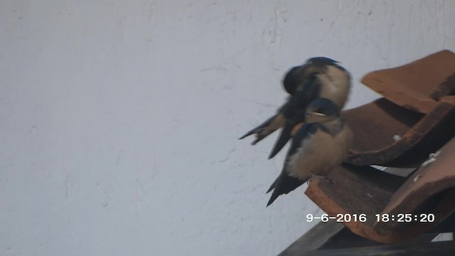 Barn Swallow (American) - ML201892371