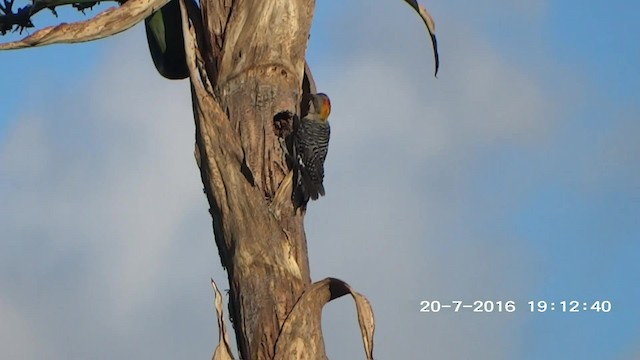 Golden-fronted Woodpecker (Northern) - ML201892401