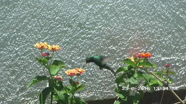 Broad-billed Hummingbird - ML201892641