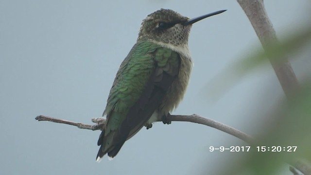 Ruby-throated Hummingbird - ML201892691