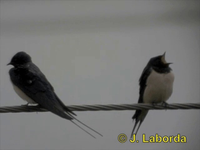 Barn Swallow (White-bellied) - ML201893241