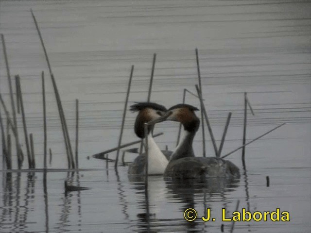 Great Crested Grebe - ML201893251