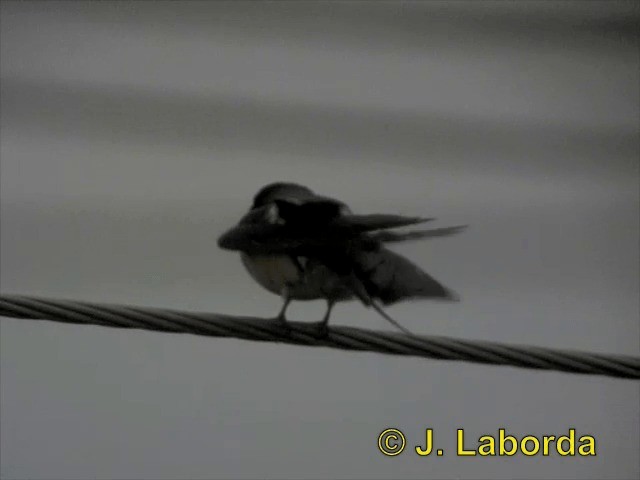 Barn Swallow (White-bellied) - ML201893271