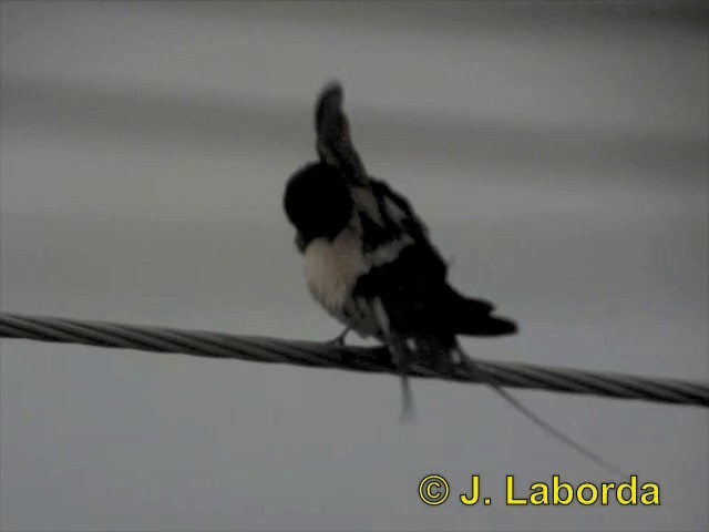 Barn Swallow (White-bellied) - ML201893301