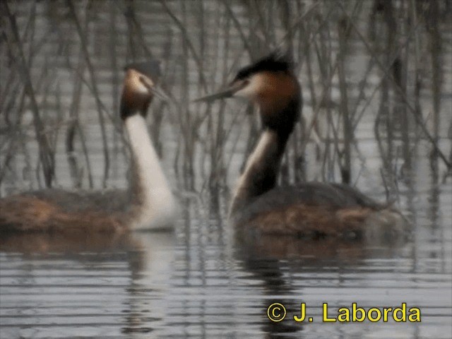 Great Crested Grebe - ML201893311