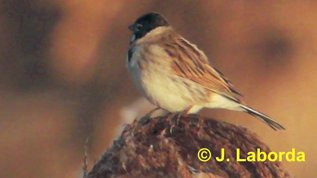  - Reed Bunting