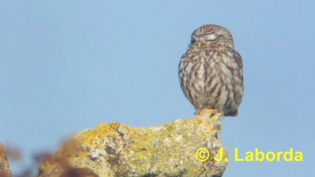 Little Owl (Little) - ML201894081