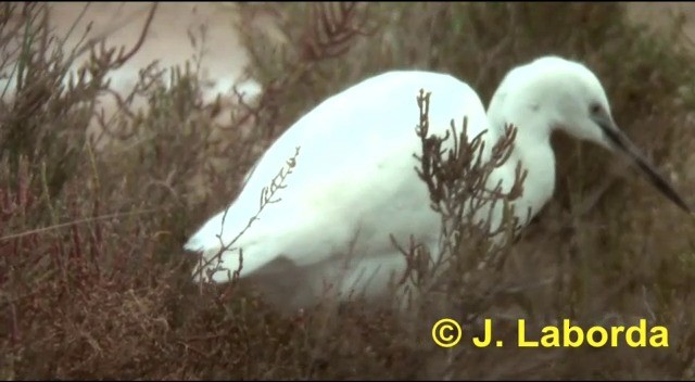 Малая белая цапля (garzetta) - ML201894351