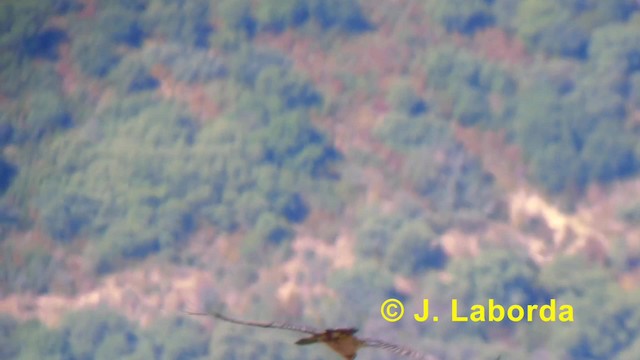 Bearded Vulture (Eurasian) - ML201895211