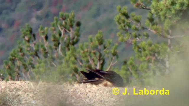 Bearded Vulture (Eurasian) - ML201895271