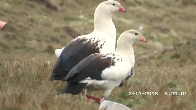Andean Goose - ML201895371