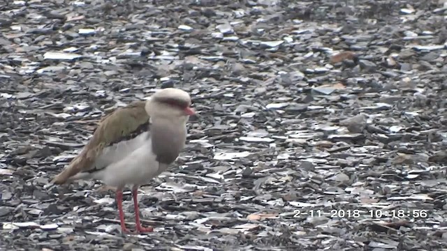 Andean Lapwing - ML201895421