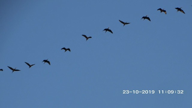 ibis hnědý - ML201895551