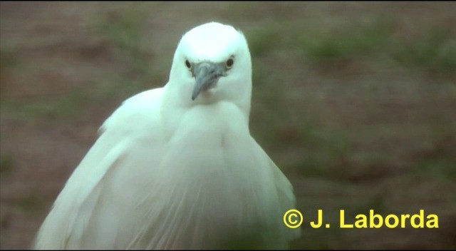 Little Egret (Western) - ML201897191