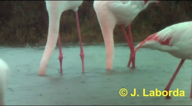 Greater Flamingo - ML201897281