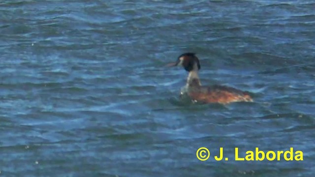 Great Crested Grebe - ML201897571