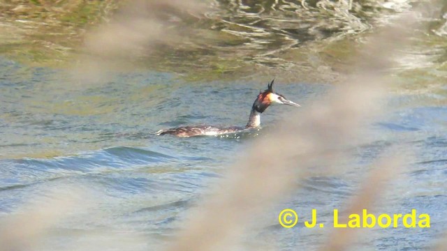 Great Crested Grebe - ML201897611