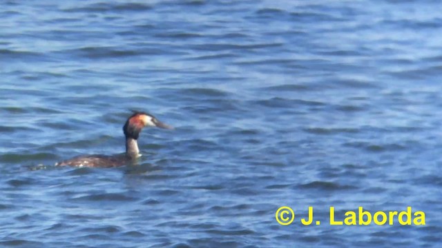 Great Crested Grebe - ML201897641