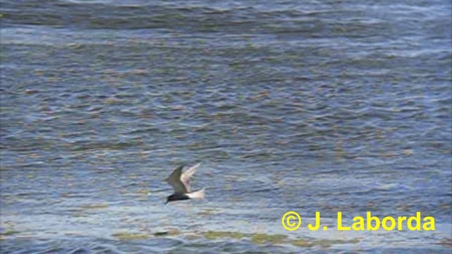 Black Tern (Eurasian) - ML201897671