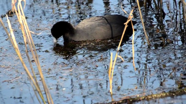 Red-knobbed Coot - ML201899181