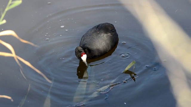  - Red-knobbed Coot