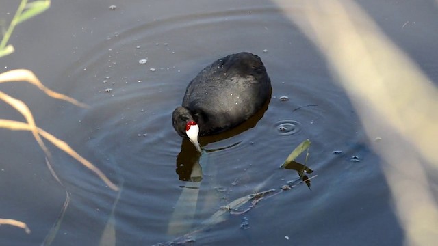Red-knobbed Coot - ML201899191