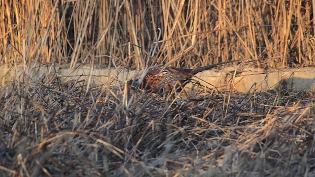 Ring-necked Pheasant - ML201899391