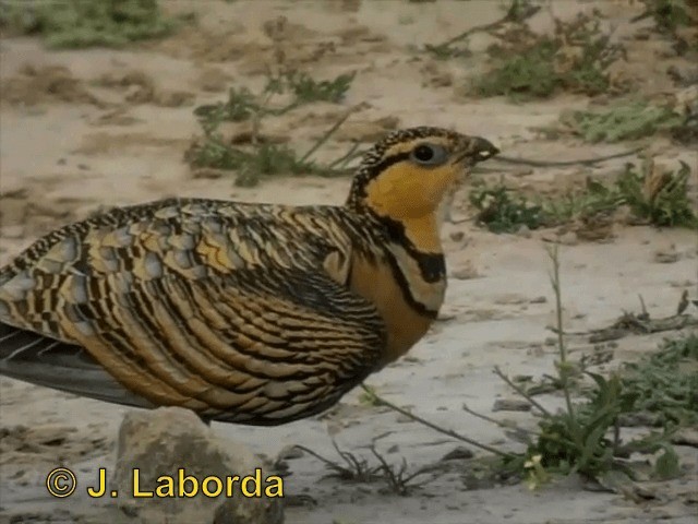 Pin-tailed Sandgrouse (Iberian) - ML201899751