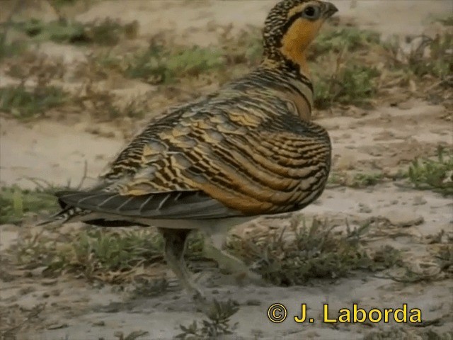 Pin-tailed Sandgrouse (Iberian) - ML201899781