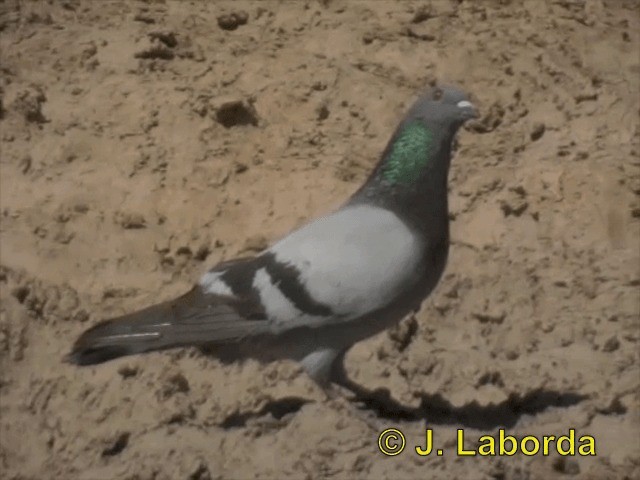 Rock Pigeon - ML201899841