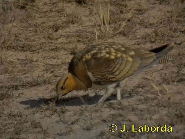 Pin-tailed Sandgrouse (Iberian) - ML201900061