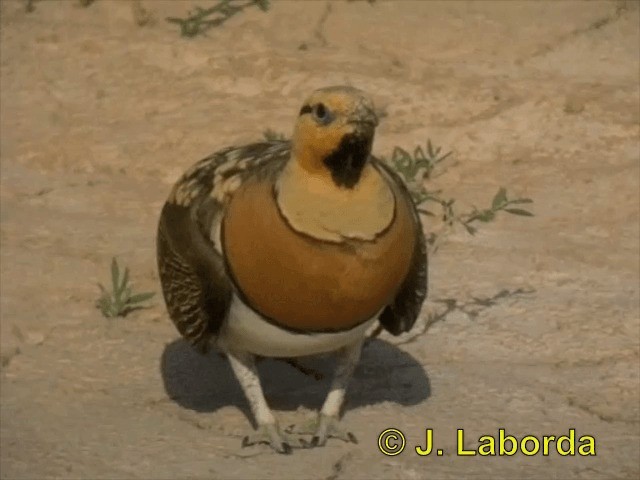 Pin-tailed Sandgrouse (Iberian) - ML201900301
