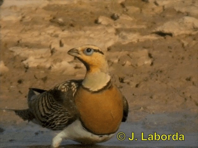 Pin-tailed Sandgrouse (Iberian) - ML201900321