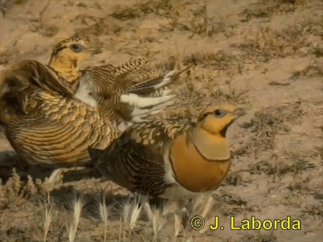 Pin-tailed Sandgrouse (Iberian) - ML201900341