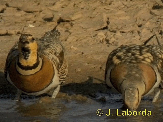 Pin-tailed Sandgrouse (Iberian) - ML201900371