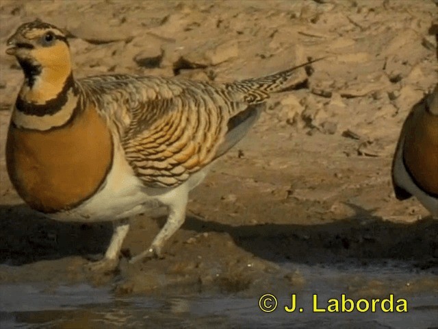 Pin-tailed Sandgrouse (Iberian) - ML201900391