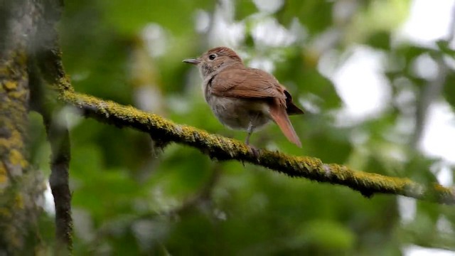 Common Nightingale (megarhynchos/africana) - ML201902591