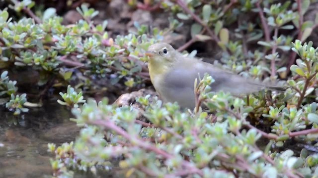 Melodious Warbler - ML201902601