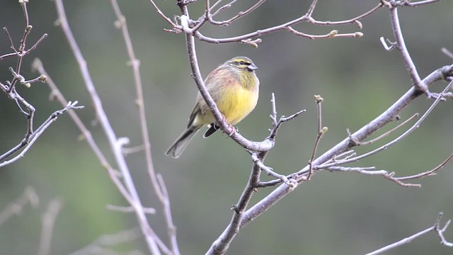 גיבתון משוכות - ML201902631