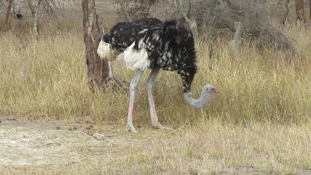 Somali Ostrich - ML201902941