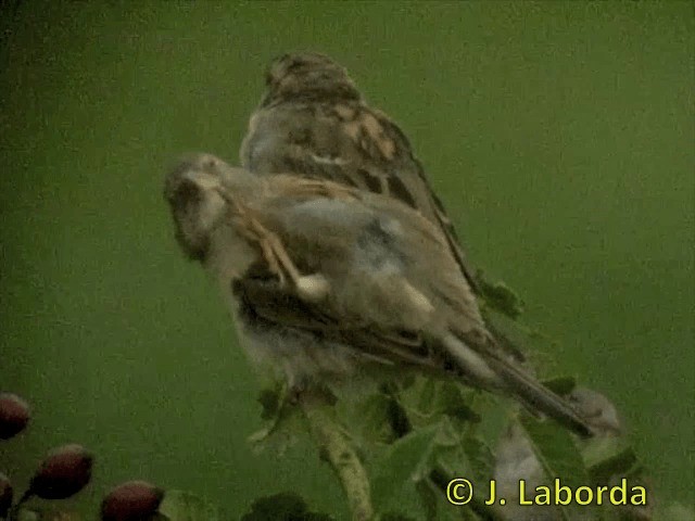 House Sparrow - ML201903041